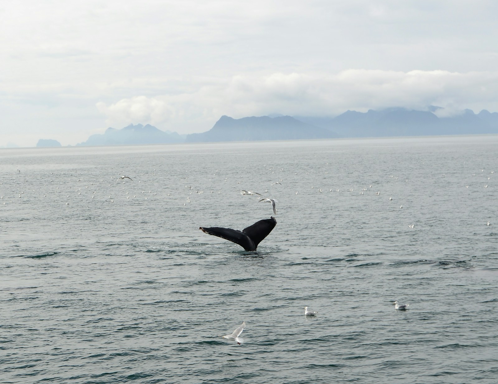 A humpback whale’s tail above the water, with mountains behind